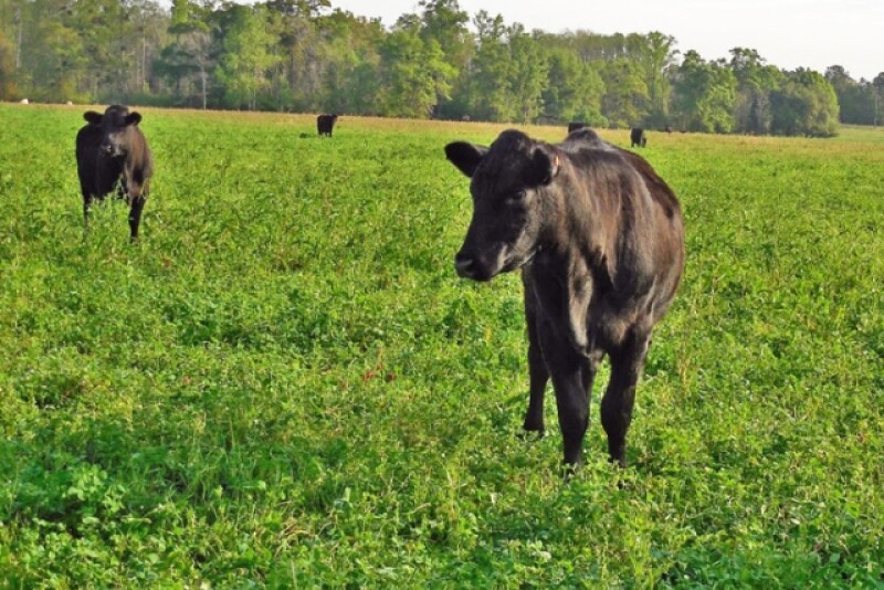 Cattle_Cover_Crop_Cool_Season_Forage