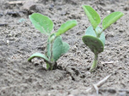baby-soybeans.jpg