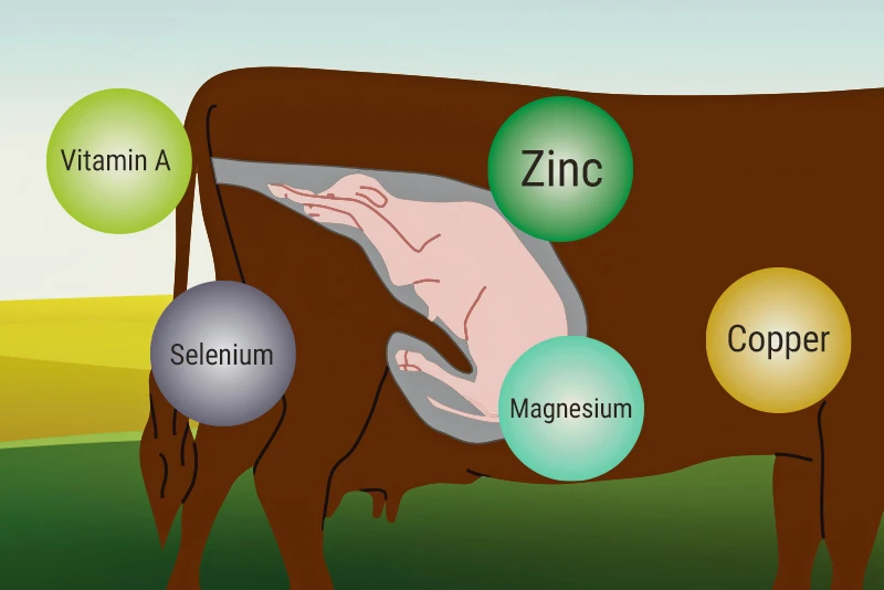 Managing Vitamins and Minerals to Increase Calf Survival