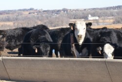 BT_Feedlot_Cattle