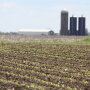 corn-field-planted-farm_0.jpg