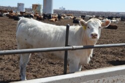 BT_Feedlot_Charloais_Heifer