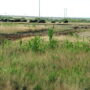 Forage sorghums, sorghum sudangrass and johnsongrass are all related forages that are notorious nitrate accumulators under seasonal drought conditions. 