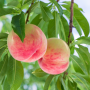 Peaches growing