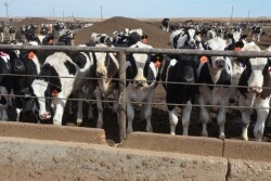 DT_Dairy_Feedlot_Steers
