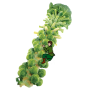Brussels sprouts stalk with cartoon guy climbing it