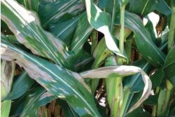 Northern corn leaf blight (NCLB)
