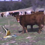 cattle bird