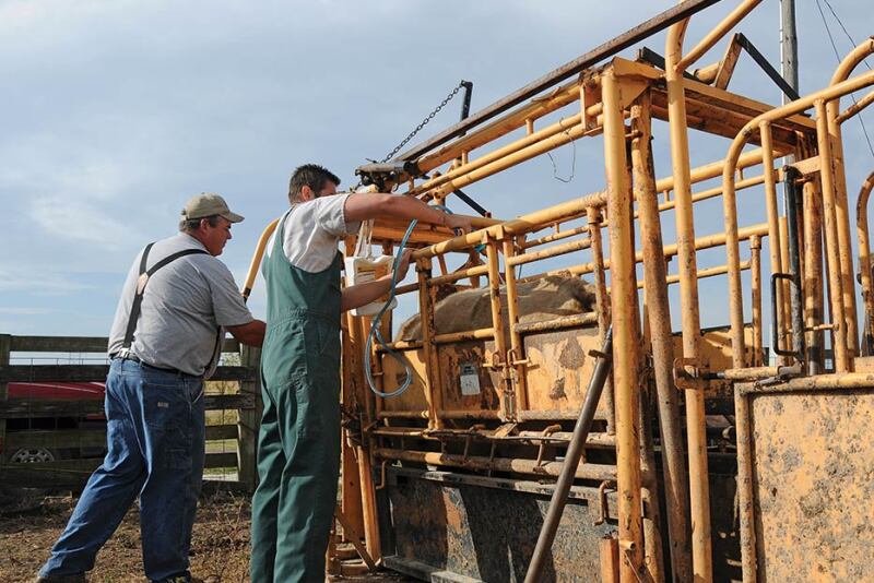 Veterinarians address producer questions and confusion about rules