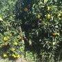 Spanish clementines
