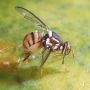 Oriental fruit fly