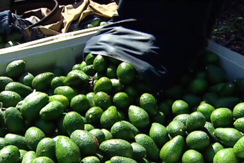 Avocado