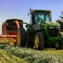 Cover crops can benefit dairy producers as a forage source for young stock by saving higher quality forages for lactating cows. 