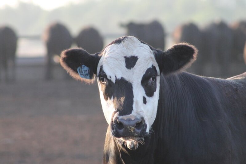 Progressive Beef