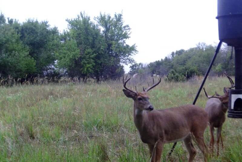 Deer enjoy the bounty of a food plot.
