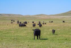 Cows