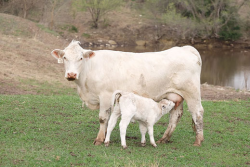 Charolais cow KSU.png