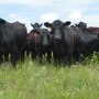 BT_Stocker_Cattle