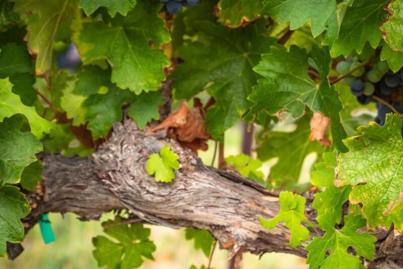 Sun World expands grape business in Australia.