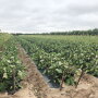 Eggplant under field production.