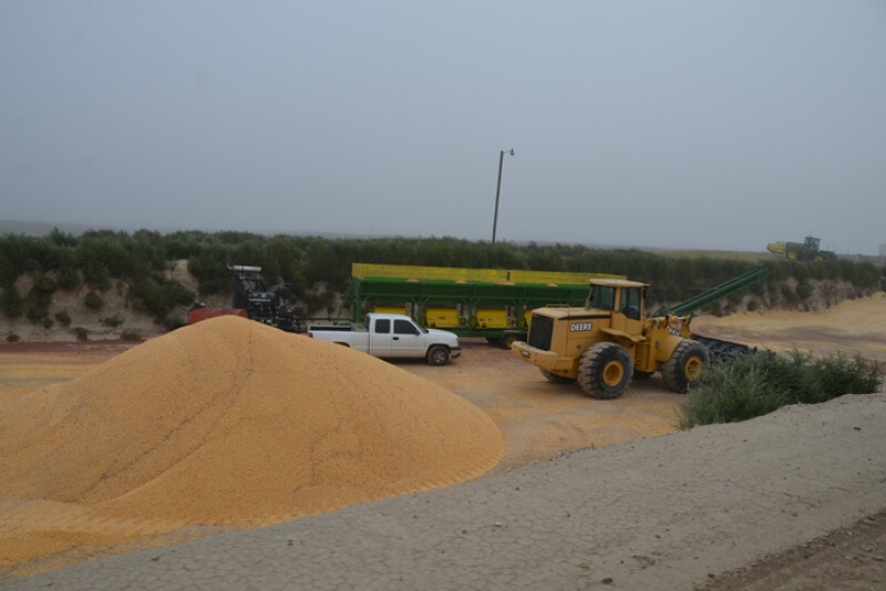 BT_High_Moisture_Corn_Silage