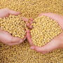 soybeans hands