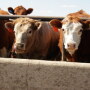 Evaluate all animals purchased with a ranking system, which can help you determine how they need to be managed.  
