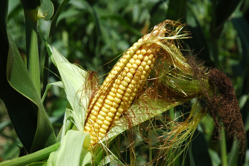 Unfilled ear of corn.