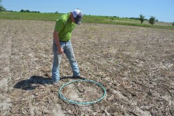 Hula hoops provide an additional technique for calculating soybean populations.