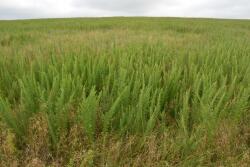 Weeds in Pasture