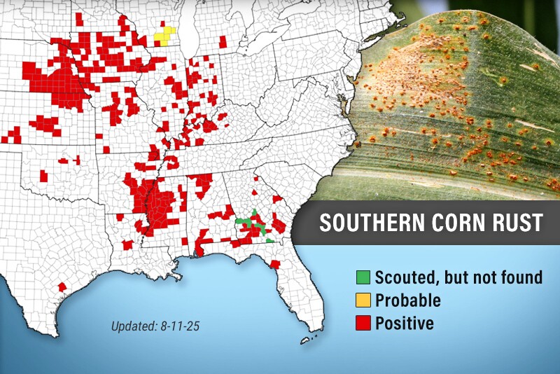 Southern Rust Has Infected Iowa Corn in ‘Likely Every County’ - AgWeb