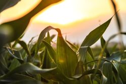 Corn_Canva