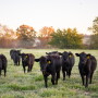 Angus feeder cattle