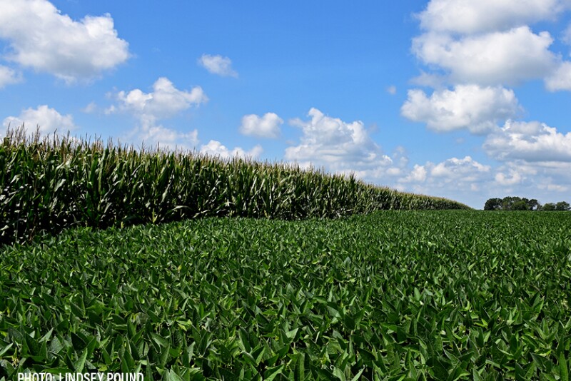 Soybean field beside corn field soybeans clouds - Lindsey Pound