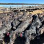 Beef on Dairy_Heiden