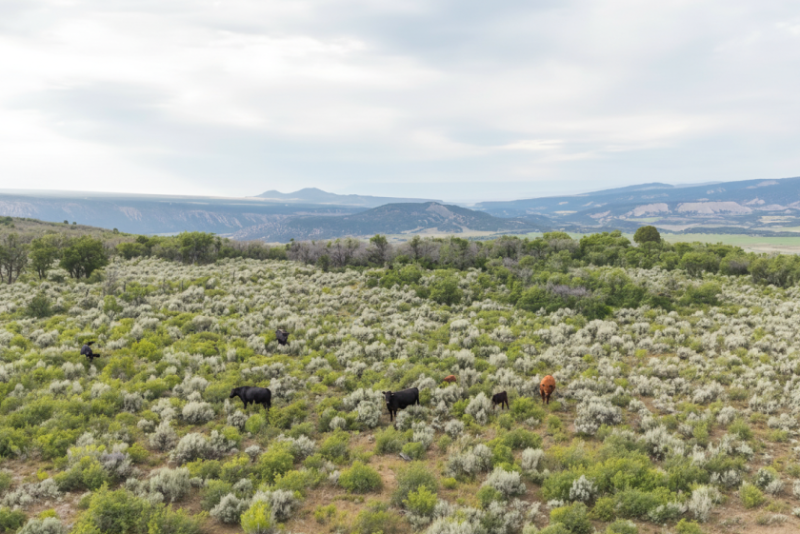 Virtual fencing and heat maps transform ranch into model of ...