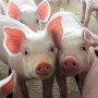 Piglets_pigs_baby_swine_(57)