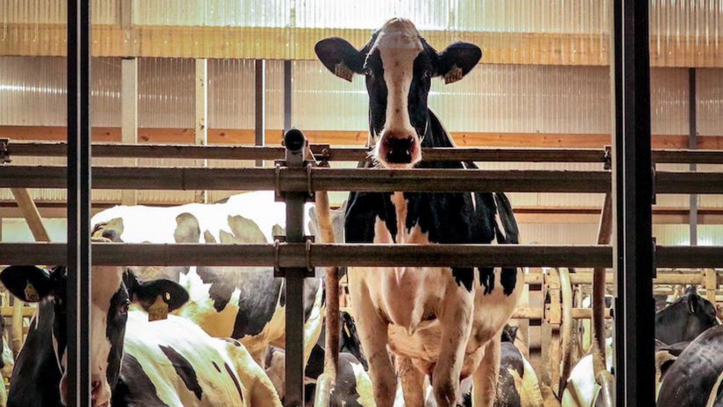 Want Fewer Lame Cows? Start With Your Hoof Bath