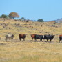 California's Cattle Council will soon begin funding programs designed to help consumers understand the positive role cattle and beef production play in the environment, and other issues.