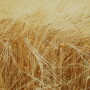 barley