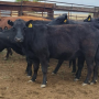 Cows in pen