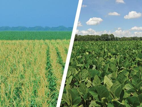 Corn, Soybeans