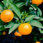 The Chilean clementine season has begun.