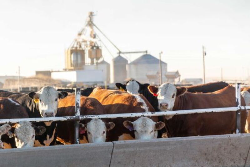 Hereford on feed