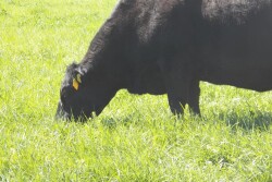 BT_Cow_Grazing