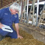 cow comfort1