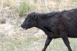 Heat Stress Cow - PC: Troy Walz