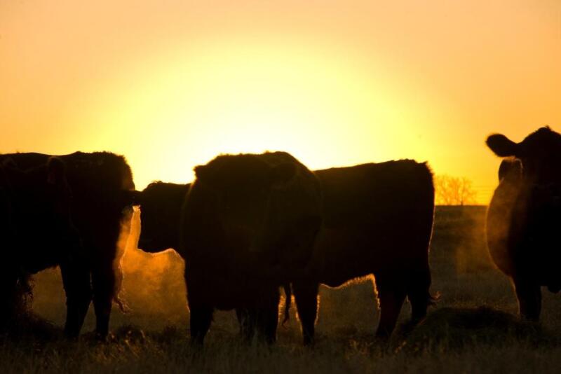 Cattle preparing to graze at sunrise. 