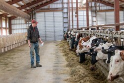 Regrouping is a stressful experience for cattle.