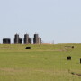 BT_Oilfield_Cattle